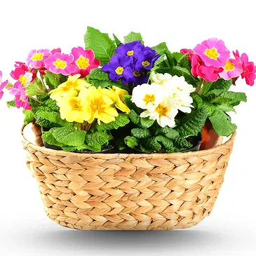 Riversdale flowers  -  Primroses in basket Flower Bouquet/Arrangement
