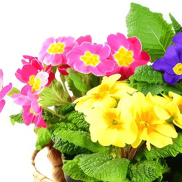 Riversdale flowers  -  Primroses in basket Flower Bouquet/Arrangement