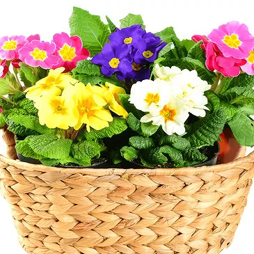 Riversdale flowers  -  Primroses in basket Flower Bouquet/Arrangement