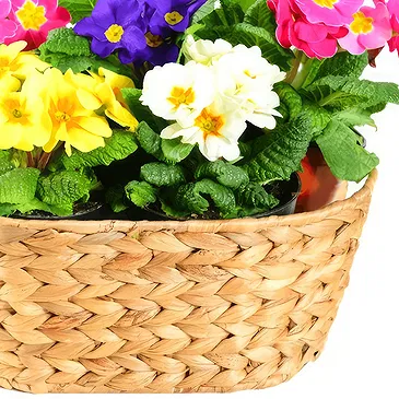 Riversdale flowers  -  Primroses in basket Flower Bouquet/Arrangement