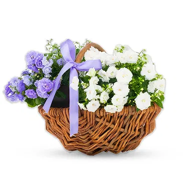 Birmingham flowers  -  White and blue basket Flower Bouquet/Arrangement
