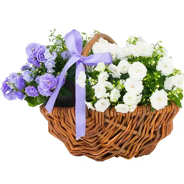 Birmingham flowers  -  White and blue basket Flower Bouquet/Arrangement