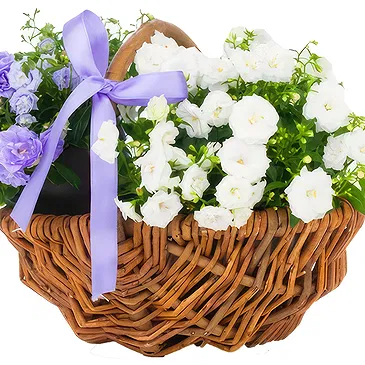 Birmingham flowers  -  White and blue basket Flower Bouquet/Arrangement