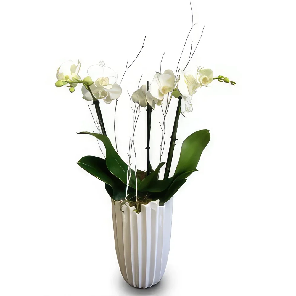 flores Faraón floristeria -  Moderno y Elegante Ramo de flores/arreglo floral