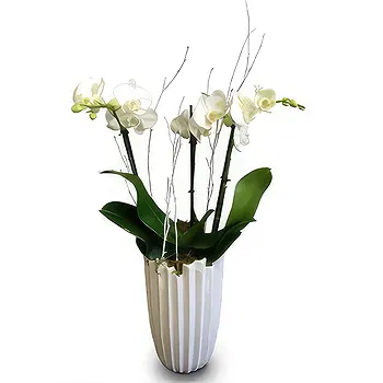 Lisbon flowers  -  Modern and Elegant  Flower Delivery