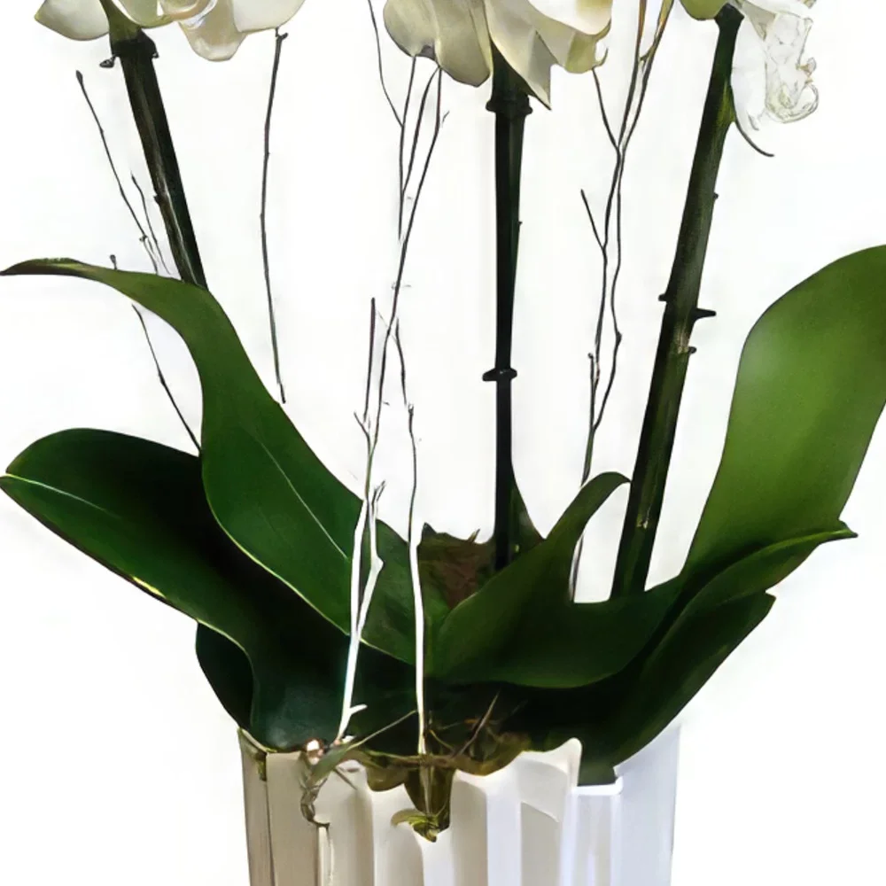 Albufeira kukat- Moderni ja tyylikäs Kukka kukkakimppu