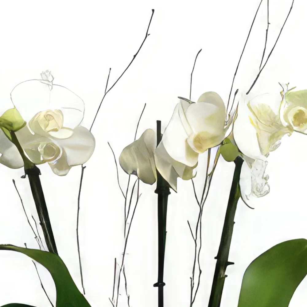 Portimao λουλούδια- Μοντέρνο και κομψό Μπουκέτο/ρύθμιση λουλουδιών