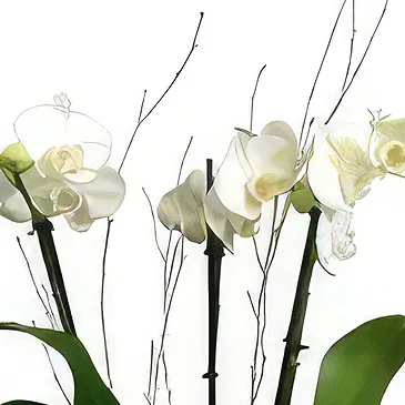 Mira flowers  -  Modern and Elegant  Flower Bouquet/Arrangement