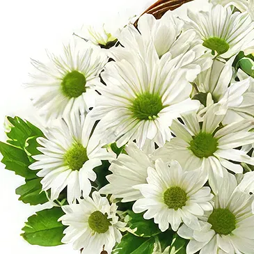 Resten av Ryssland blommor- Lugnande och visuellt Bukett/blomsterarrangemang