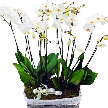 Greece flowers  -  White Orchid Arrangement Flower Bouquet/Arrangement