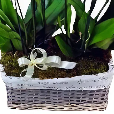Greece flowers  -  White Orchid Arrangement Flower Bouquet/Arrangement