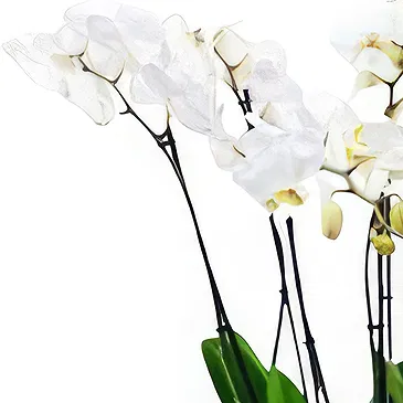 Greece flowers  -  White Orchid Arrangement Flower Bouquet/Arrangement