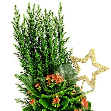 Mira flowers  -  Christmas Composition with Pine & Kalanchoe Flower Bouquet/Arrangement