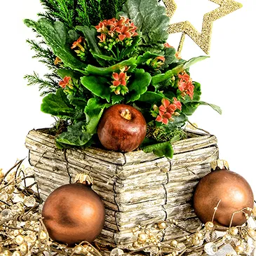 Mira flowers  -  Christmas Composition with Pine & Kalanchoe Flower Bouquet/Arrangement