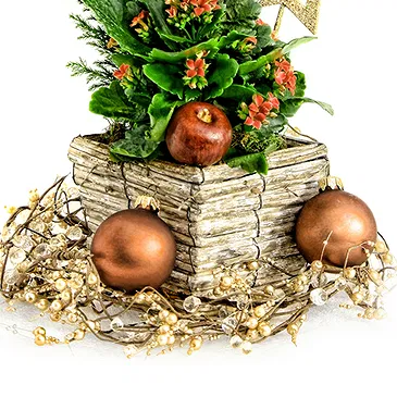 Mira flowers  -  Christmas Composition with Pine & Kalanchoe Flower Bouquet/Arrangement