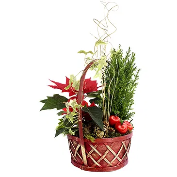 Vignone flowers  -  Christmas Plant Composition Flower Bouquet/Arrangement
