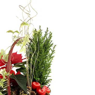 Vignone flowers  -  Christmas Plant Composition Flower Bouquet/Arrangement