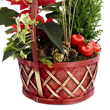 Vignone flowers  -  Christmas Plant Composition Flower Bouquet/Arrangement
