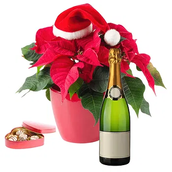 Pattaya flowers  -  Christmas Red Poinsettia Gift Flower Delivery