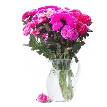 Mira flowers  -  Chrysanthemum Flowers Flower Bouquet/Arrangement