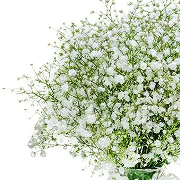 flores de Amã- Bom humor Bouquet/arranjo de flor