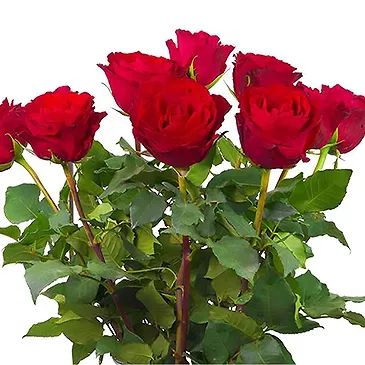 Amsterdam-Zuidoost flowers  -  10 red roses | Grower Flower Bouquet/Arrangement