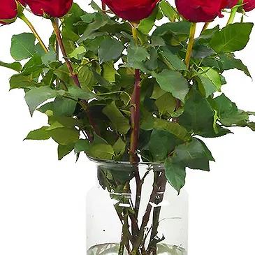 Amsterdam-Zuidoost flowers  -  10 red roses | Grower Flower Bouquet/Arrangement