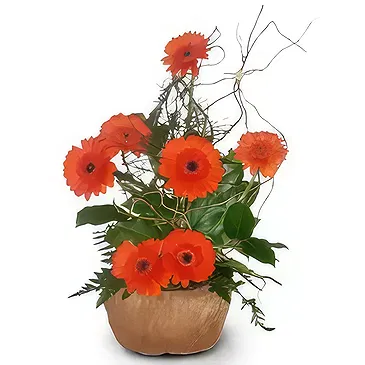 Malta flowers  -  Orange Combination Flower Bouquet/Arrangement
