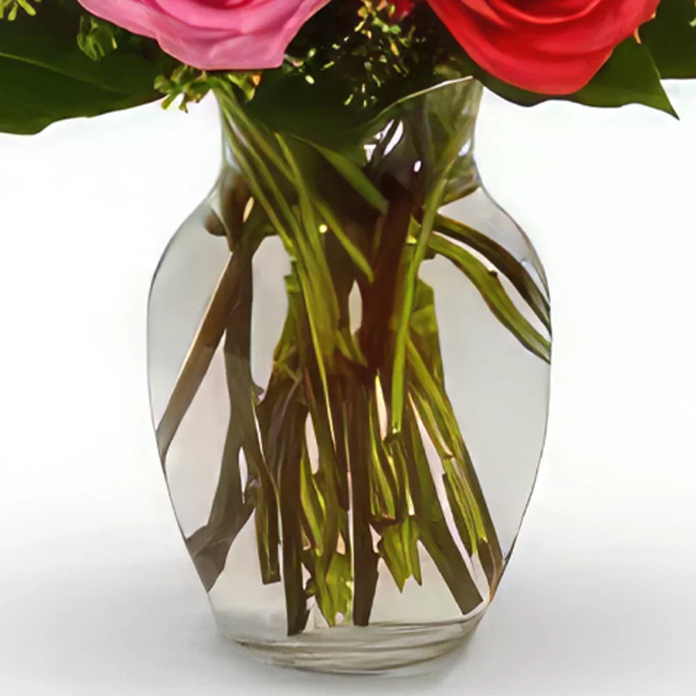 Katanija rože- Colour Burst Cvet šopek/dogovor