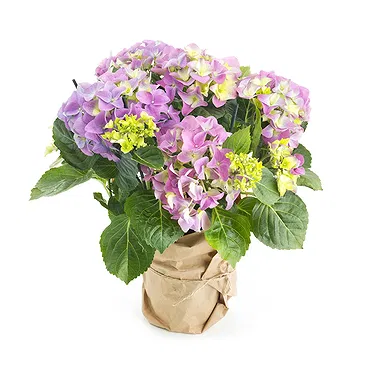 Vignone flowers  -  Hydrangea plant Flower Bouquet/Arrangement
