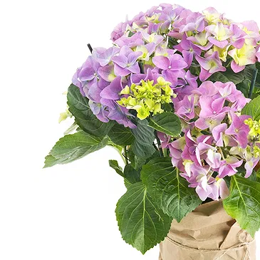 Vignone flowers  -  Hydrangea plant Flower Bouquet/Arrangement