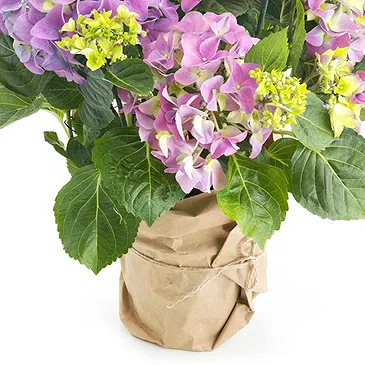 Vignone flowers  -  Hydrangea plant Flower Bouquet/Arrangement