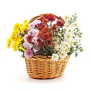 Italy online Florist - Basket of Colorful Chrysanthemum Plants Bouquet