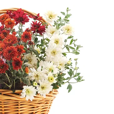 Italy flowers  -  Basket of Colorful Chrysanthemum Plants Flower Bouquet/Arrangement