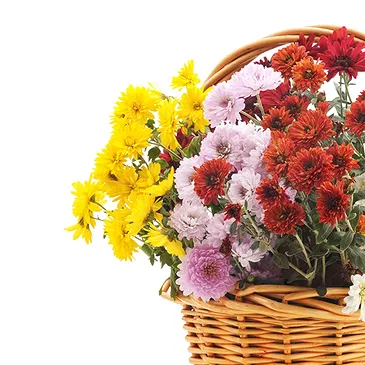 Italy flowers  -  Basket of Colorful Chrysanthemum Plants Flower Bouquet/Arrangement