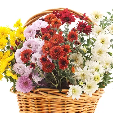 Italy flowers  -  Basket of Colorful Chrysanthemum Plants Flower Bouquet/Arrangement