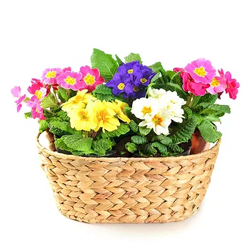 San Marino flowers  -  Basket of Primroses Flower Delivery