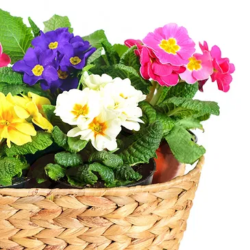 Italy flowers  -  Basket of Primroses Flower Bouquet/Arrangement