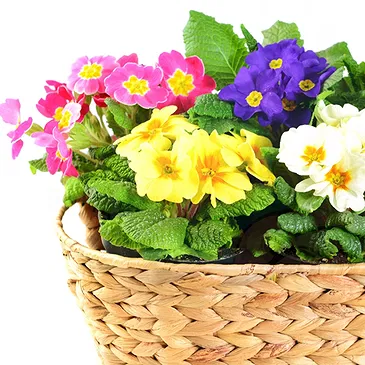 Italy flowers  -  Basket of Primroses Flower Bouquet/Arrangement