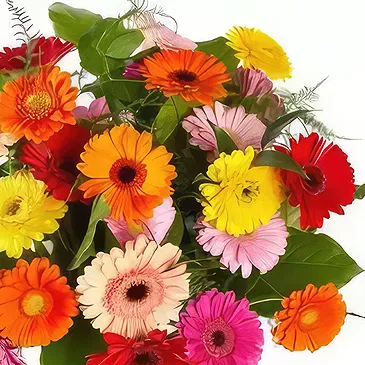 Alarobia květiny- Barevná gerbera Kytice/aranžování květin