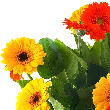 Oman flowers  -  Vase arrangement of colourful gerberas Flower Bouquet/Arrangement