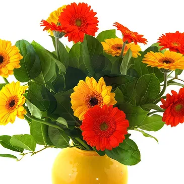 Oman flowers  -  Vase arrangement of colourful gerberas Flower Bouquet/Arrangement