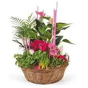 Marseille Online Blumenhändler - Zusammensetzung der Pflanzen Le Jardin des Dr Blumenstrauß