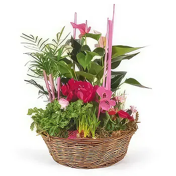 fiorista fiori di Laval- Composizione delle piante Le Jardin des Druid Fiore Consegna