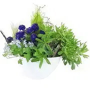 France online Florist - Composition of purple & blue plants Naturae Bouquet