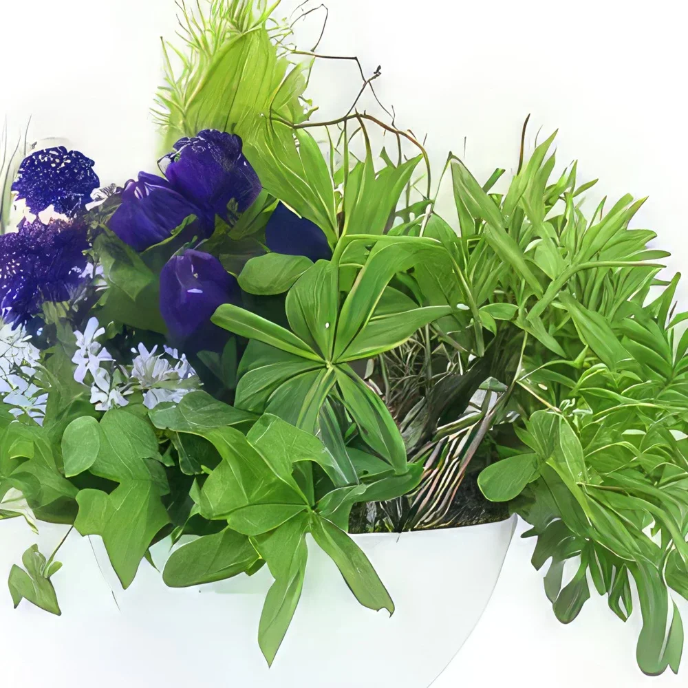몽펠리에 꽃- 보라색 & 파란색 식물의 구성 자연 꽃다발/꽃꽂이
