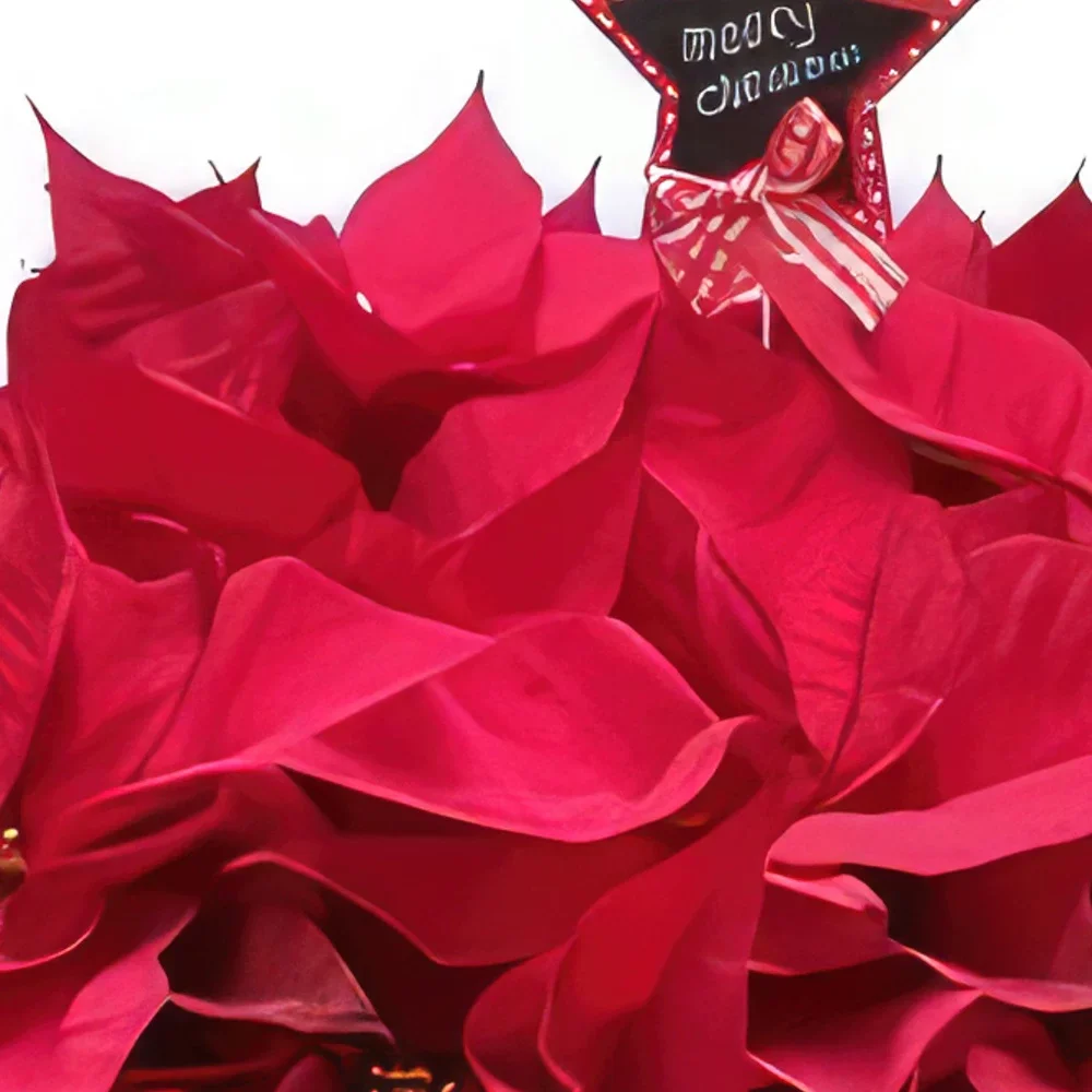 מדריד פרחים- פאר חג החג זר פרחים/סידור פרחים