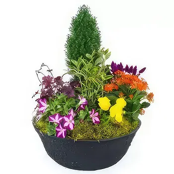 France flowers  -  Cup of colorful Gaudium plants Flower Delivery