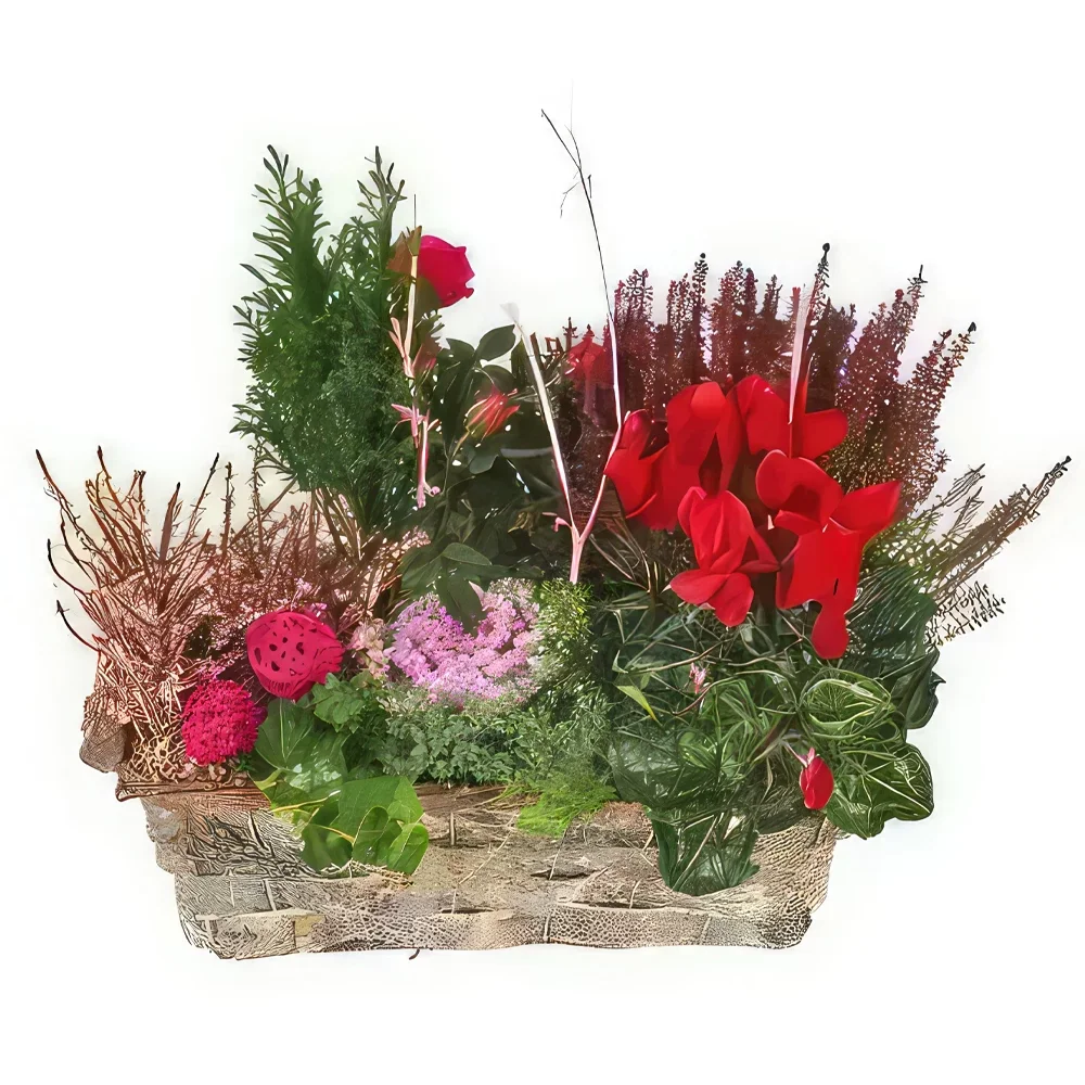 بائع زهور مونبلييه- كوب من مورفي النباتات الخضراء والحمراء باقة الزهور