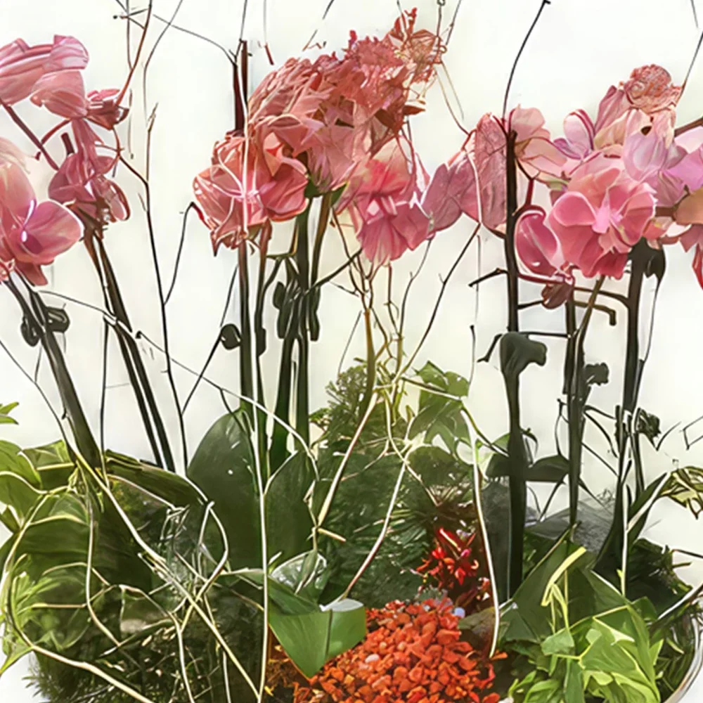 flores de Marselha- Taça de mini orquídeas senhorita Eglantine Bouquet/arranjo de flor